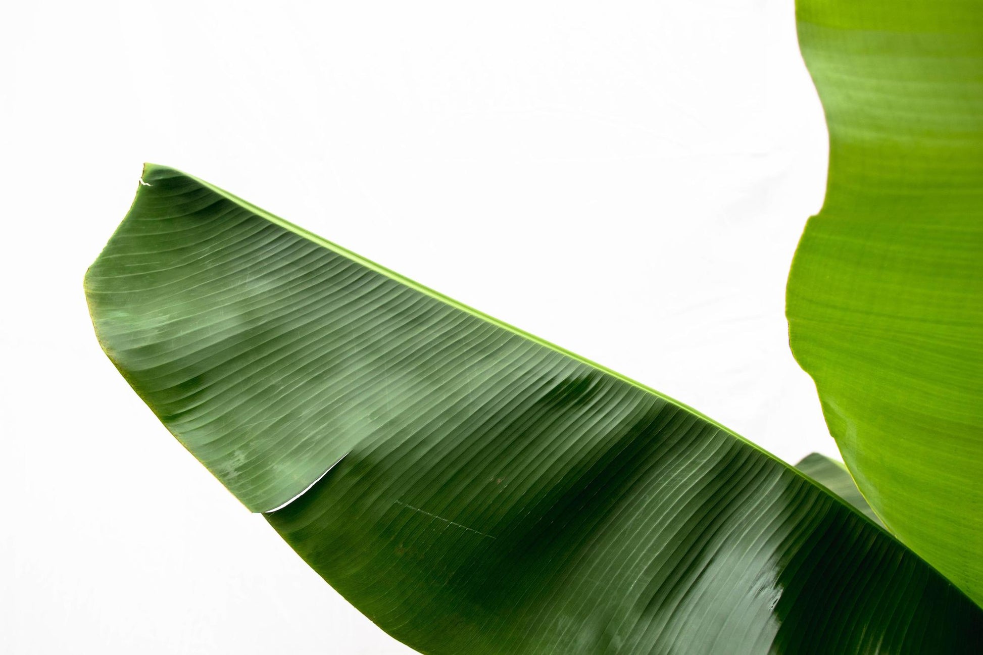Bananenplant (Musa) - 160cm - Ø30 - XXLplant