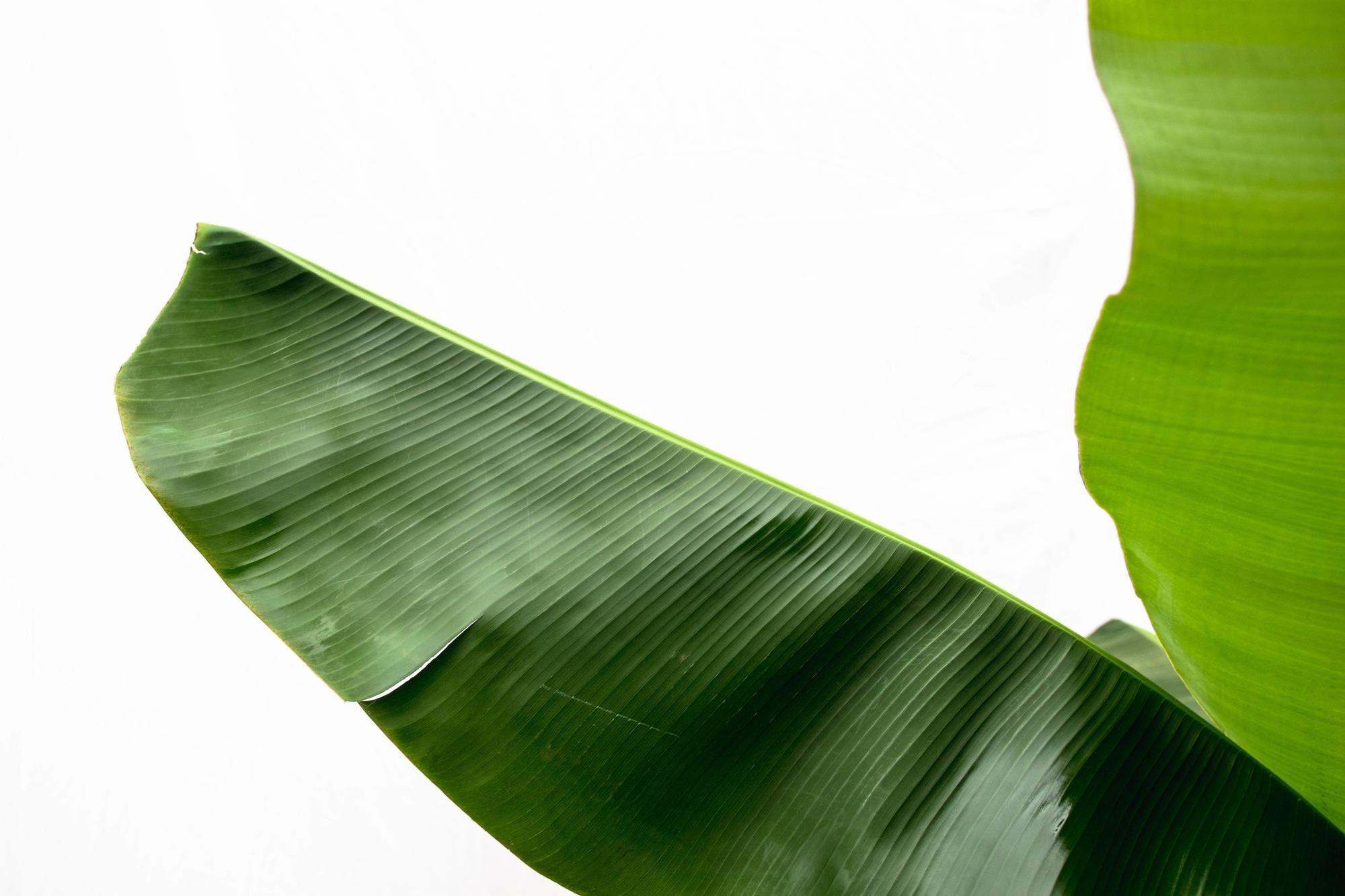 Bananenplant (Musa) - 160cm - Ø30 - XXLplant