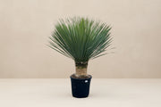 Yucca Rostrata - 140 cm - Ø45cm - XXLplant