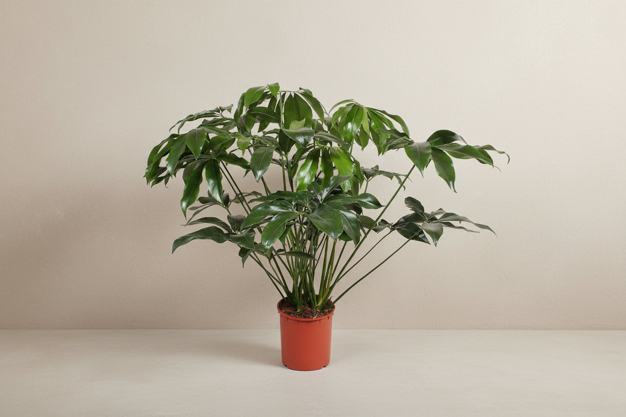 Philodendron Green Wonder with glossy, deeply lobed dark green leaves, potted.