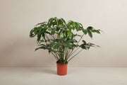 Philodendron Green Wonder op 100cm — XXLplant