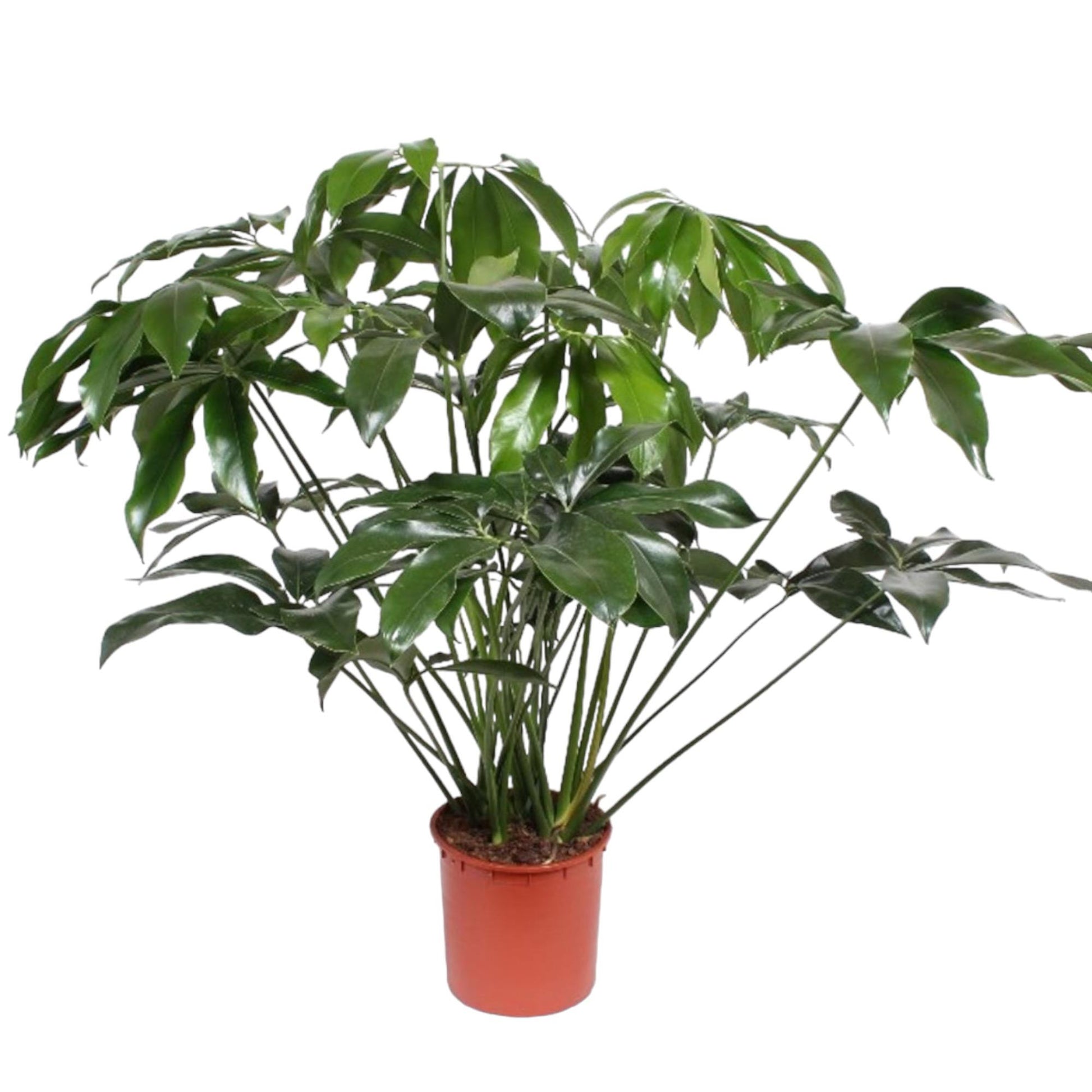 Philodendron Green Wonder - 140 cm - ø34 - XXLplant
