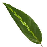 Calathea Maui Queen Ø 35cm - ø12