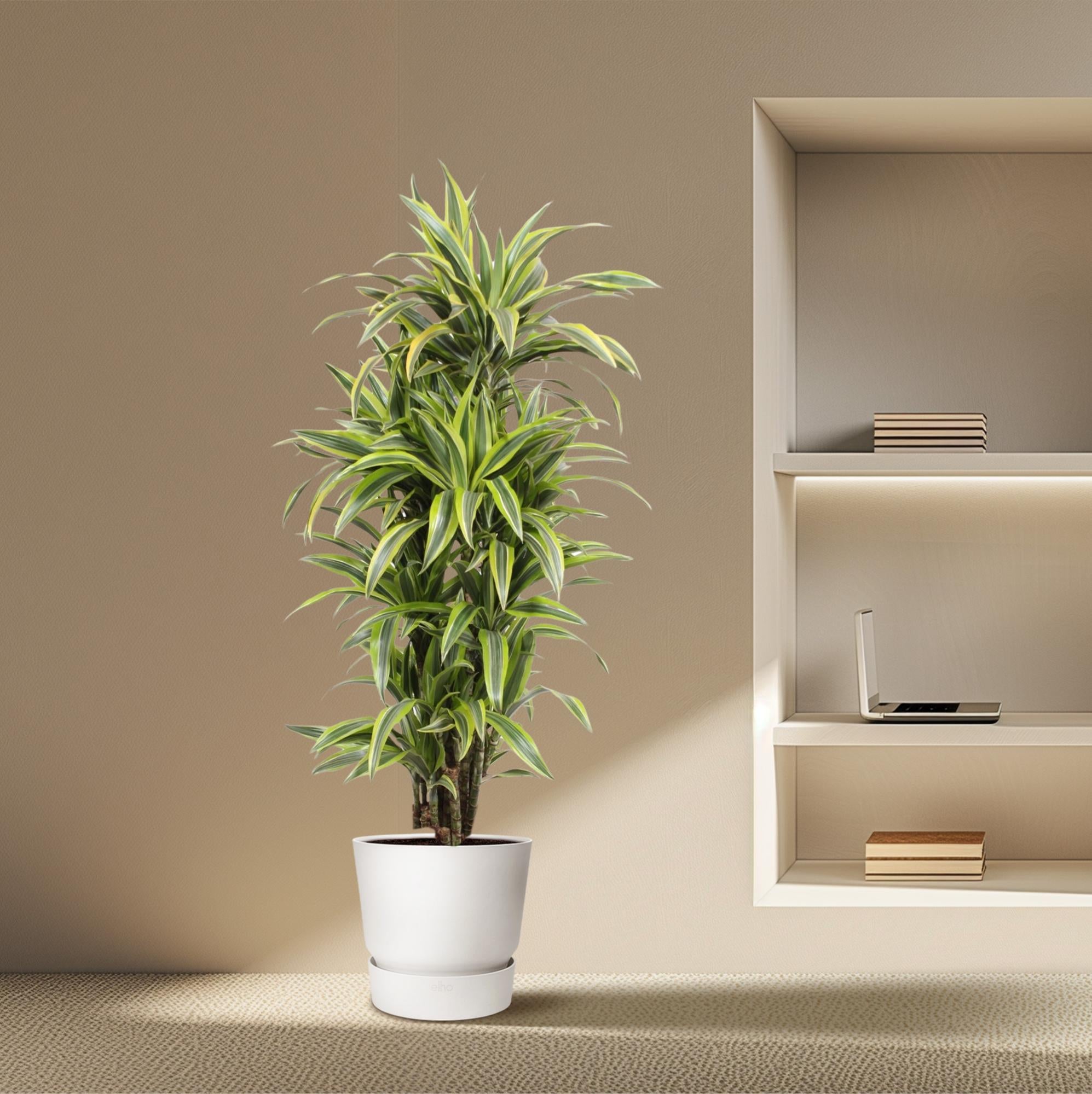 Dracaena Lemon Lime (drakenbloedboom) 150 cm hoog, pot ø30 cm