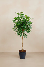 Schefflera (vingersboom) op stam 170 cm hoog, pot ø30 cm