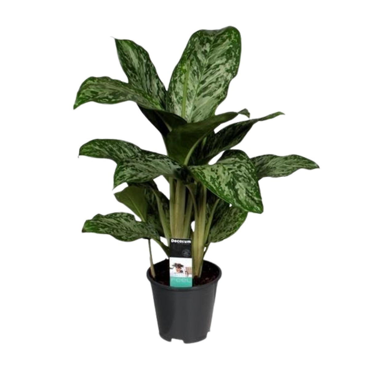 Aglaonema 'Greenlight'