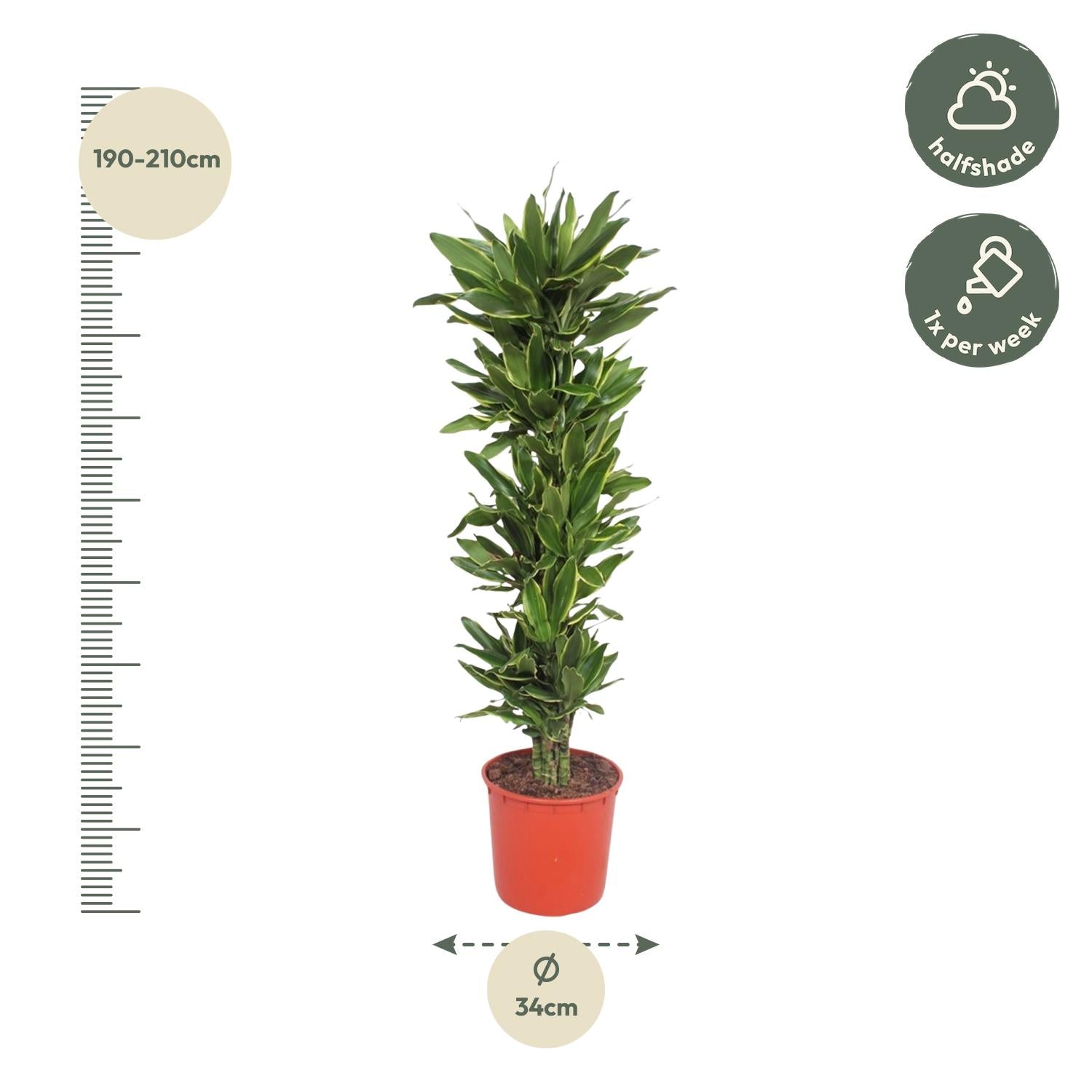 Dracaena Golden Coast (drakenbloedboom) 200 cm hoog, pot ø34 cm