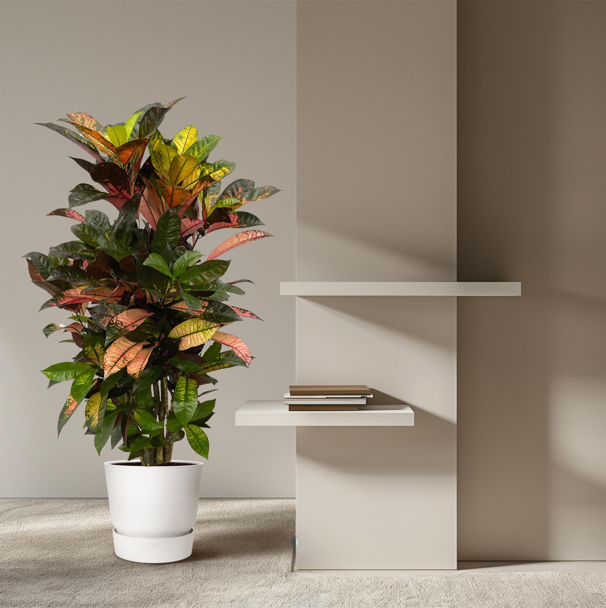 Codiaeum (Croton) Iceton vertakt Ø 100cm - ø24