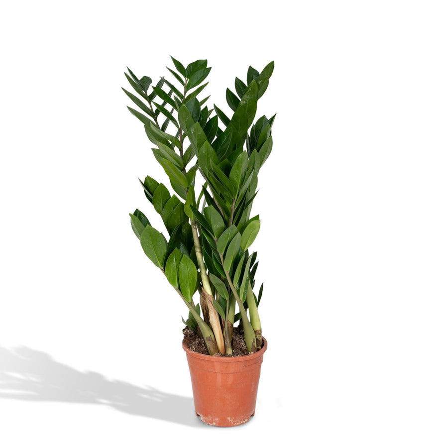 Zamiokulkas (Zamioculcas zamiifolia) 70 cm wysokości, doniczka ø17 cm