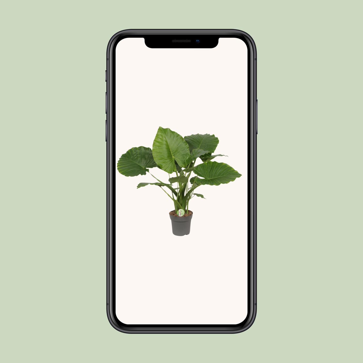 Alocasia Gageana California (olifantsoor) 80 cm hoog, pot ø21 cm
