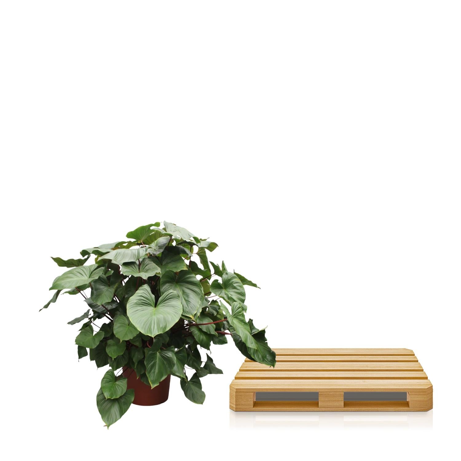 Homalomena Rubescens Maggy - 170 cm - ø60 - XXLplant