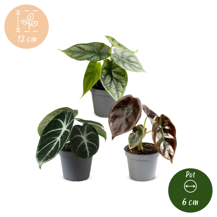 Baby-Alokasie Tricolour Set (3 Pflanzen, Topf ø6 cm)