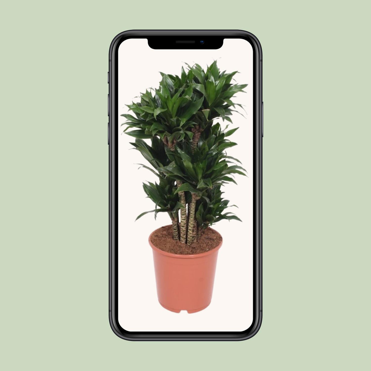 Drakenboom (Dracaena fragrans 'Compacta')