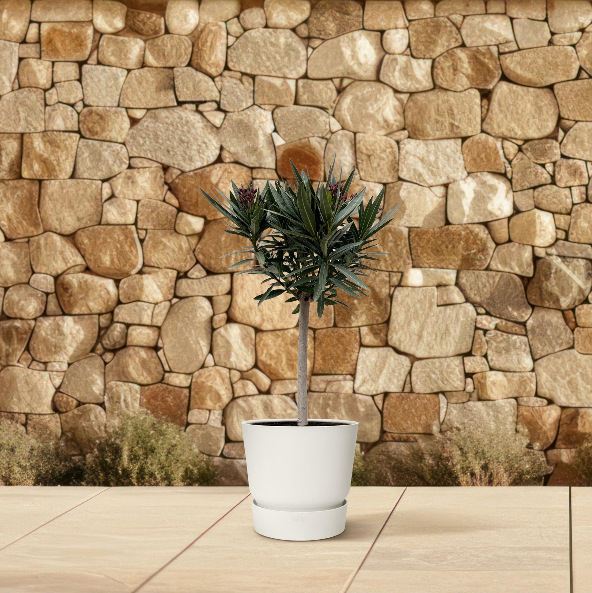 Oleander op stam rode bloem (Nerium oleander) 90 cm hoog, pot ø22 cm