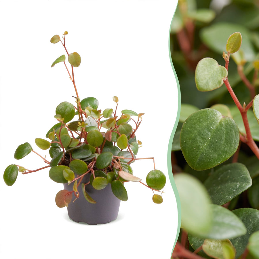 Peperomia 'Pepperspot' 10 cm tall, pot ø6 cm