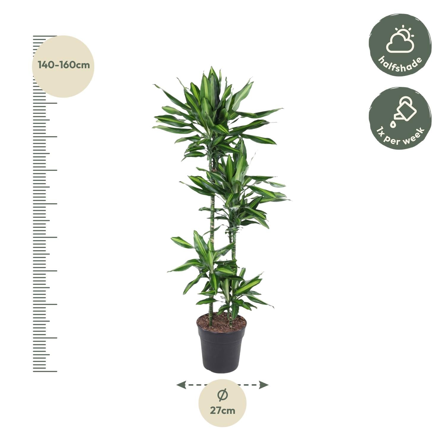 Dracaena Cintho (drakenbloedboom) 150 cm hoog, pot ø27 cm