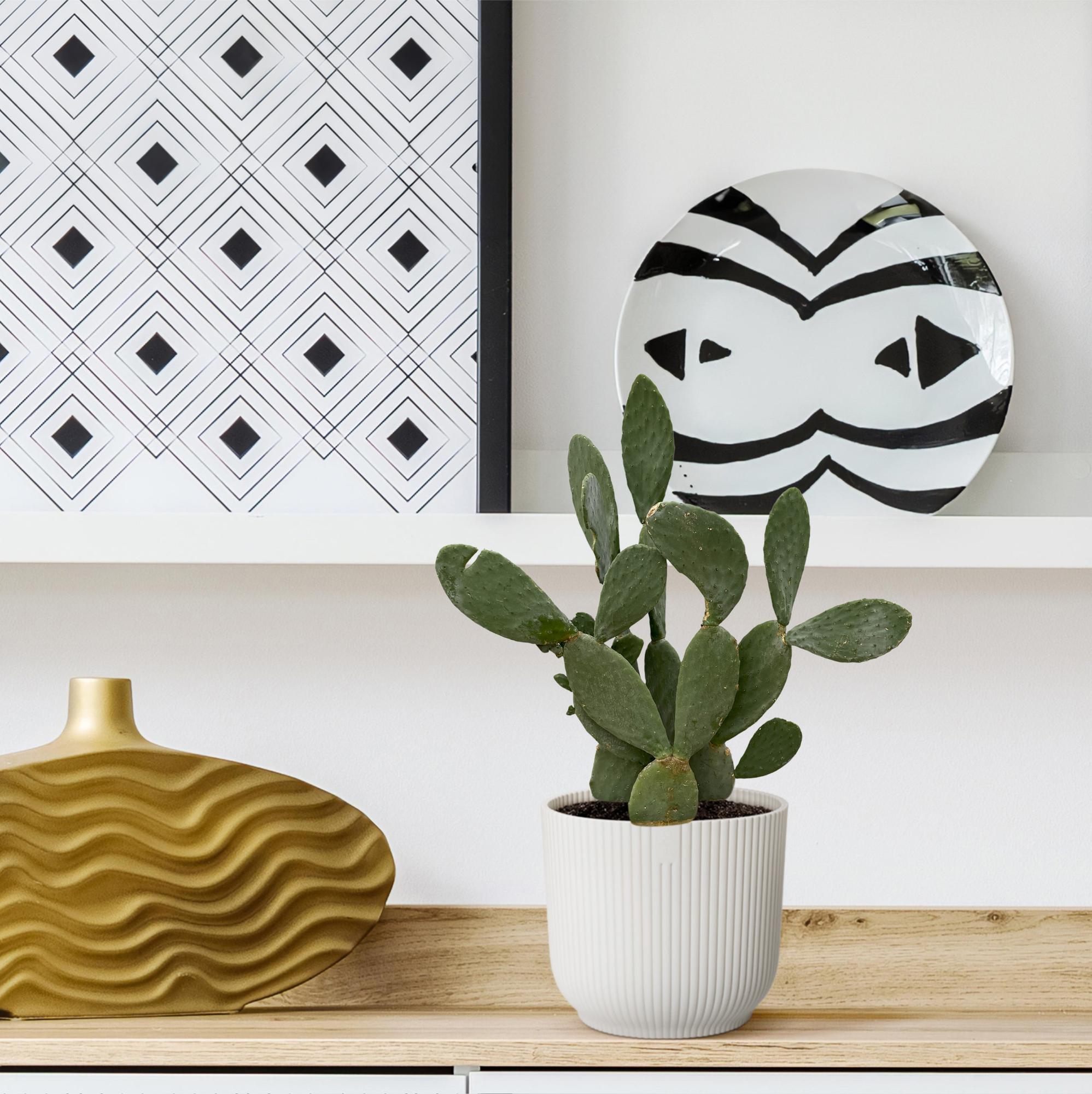 Kaktus Opuntia - 120cm Ø38cm