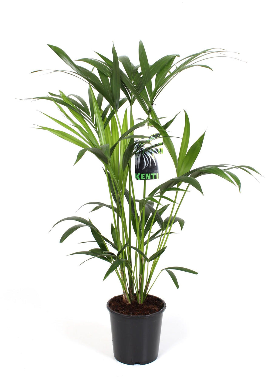 Kentiapalm (Howea forsteriana) 80 cm hoog, pot ø19 cm