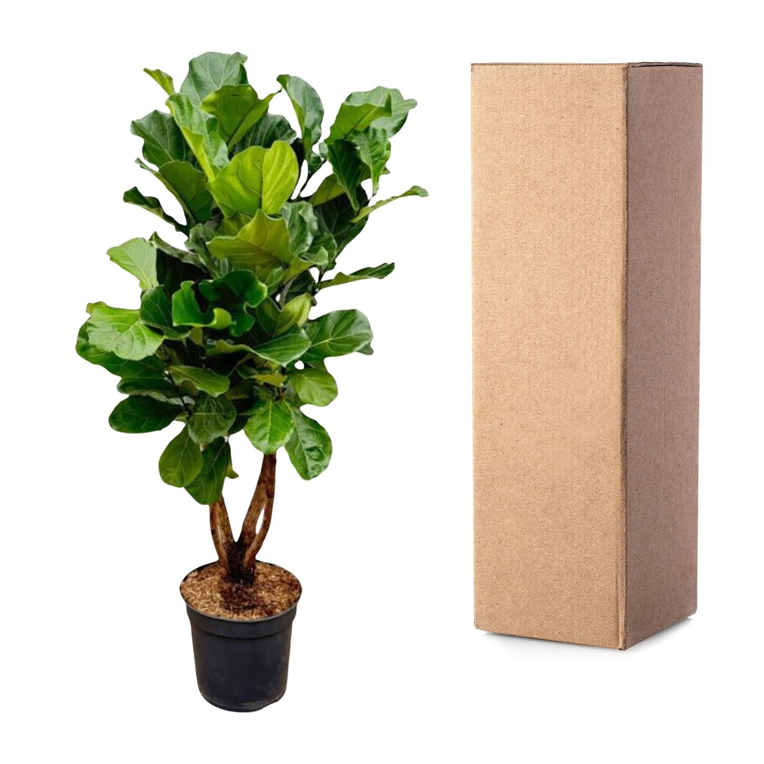 Ficus Lyrata vertakt XL - 190cm - ø32 - XXLplant