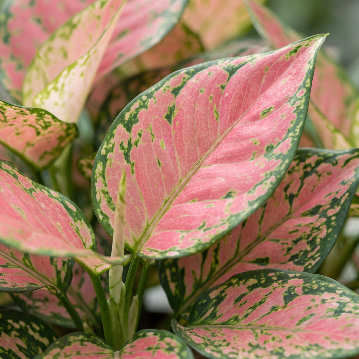 Aglaonema 12 cm wysokości, doniczka ø6 cm
