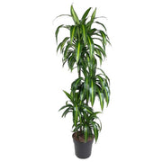 Dragonnier Hawaiian Sunshine (Dracaena) 150 cm de haut, pot ø27 cm
