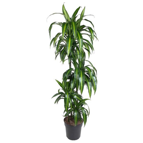 Drakenbloedboom Hawaiian Sunshine (Dracaena) 150 cm hoog, pot ø27 cm