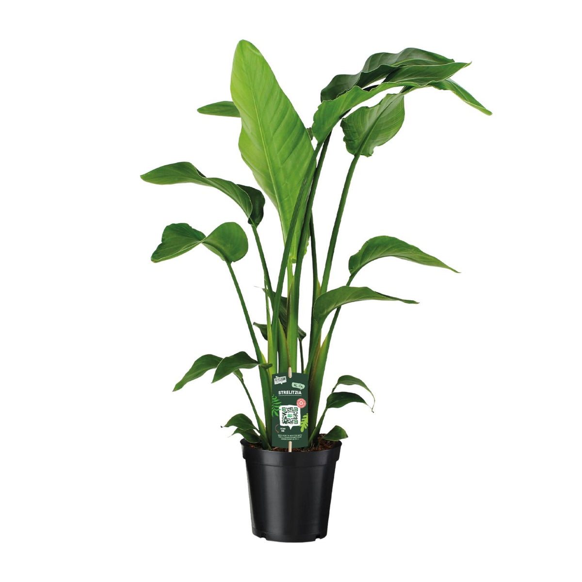 Witte paradijsvogelplant (Strelitzia nicolai)