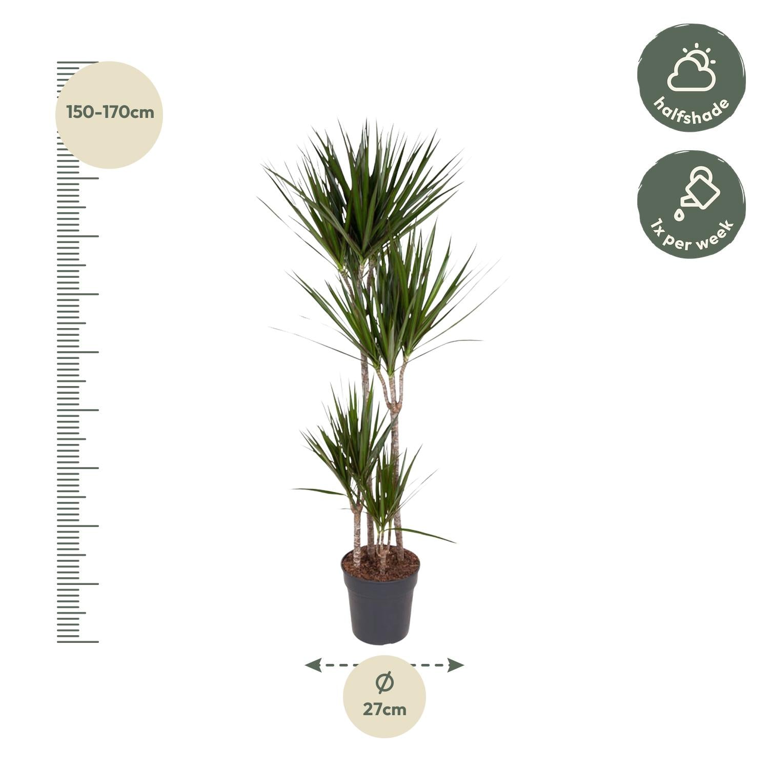 Drachenbaum (Dracaena marginata) 180 cm hoch, Topf ø27 cm