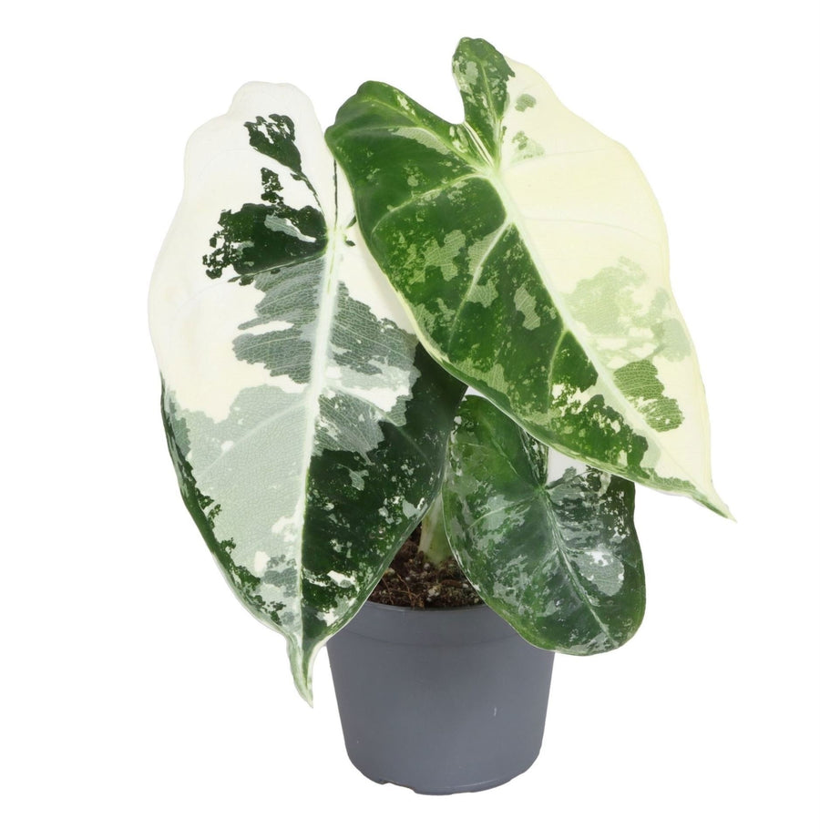 Alocasia micholitziana 'Frydek Variegata' 12 cm hoch, Topf ø6 cm