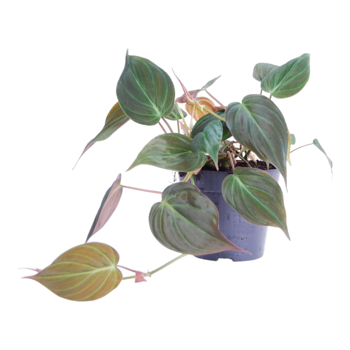 Filodendron 20 cm høj, potte ø12 cm