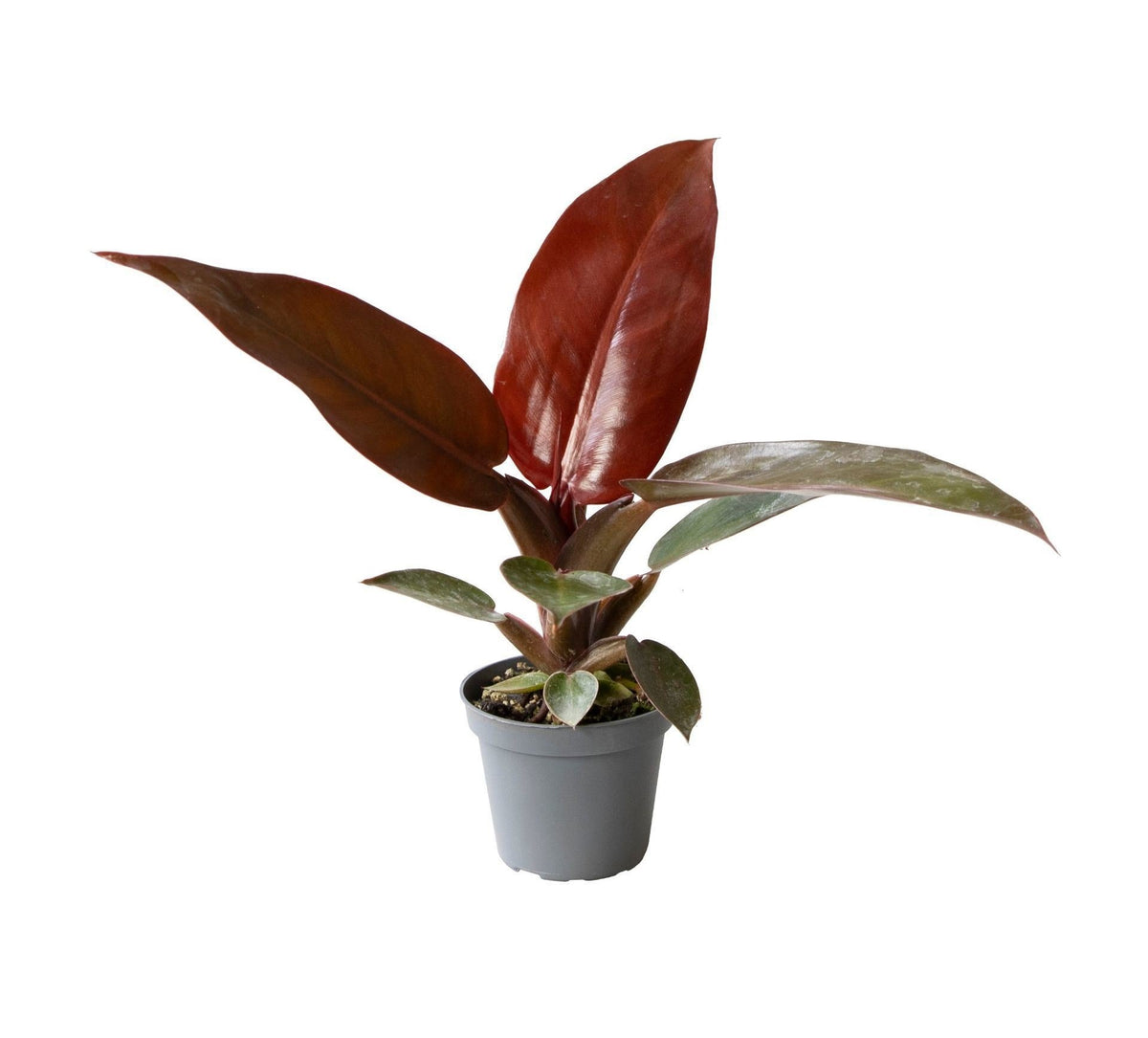 Philodendron 'Sun Red'