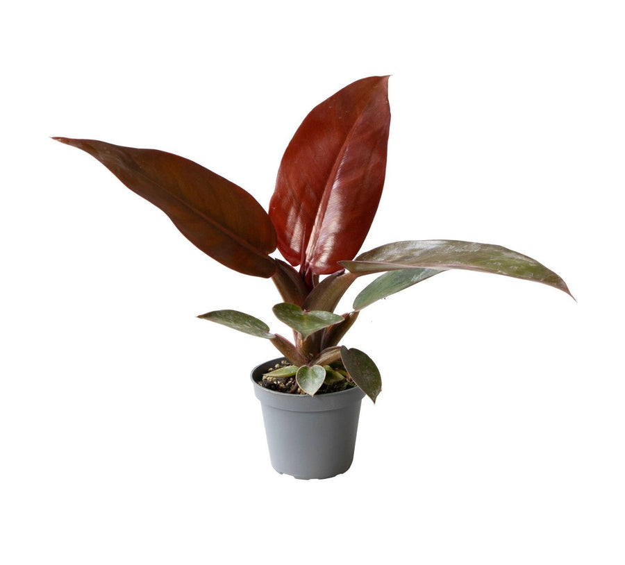 Philodendron 'Sun Red' 10 cm hoog, pot ø6 cm