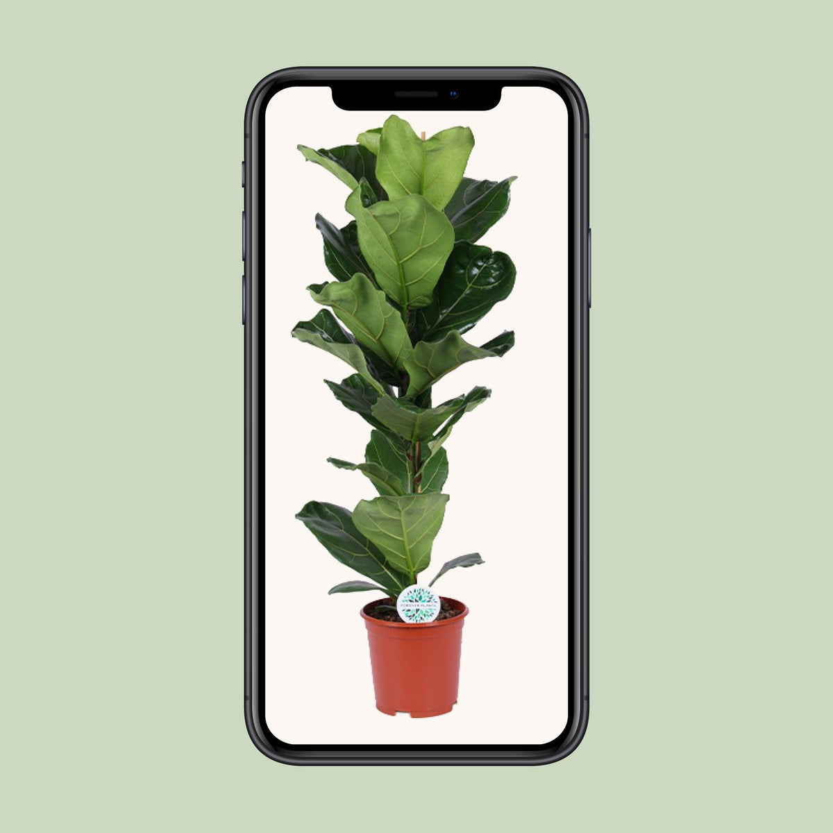 Geigenfeige 90 cm hoch, Topf ø21 cm