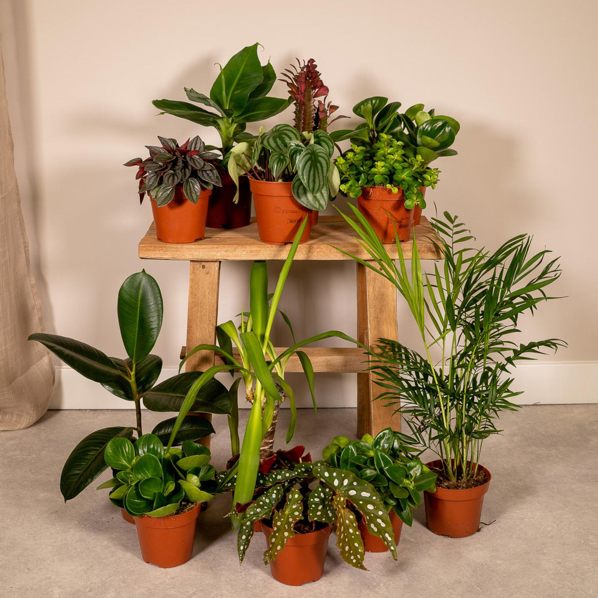 Buitenbeentjesbox kamerplanten