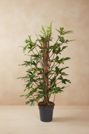 Philodendron pedatum op 120cm — XXLplant
