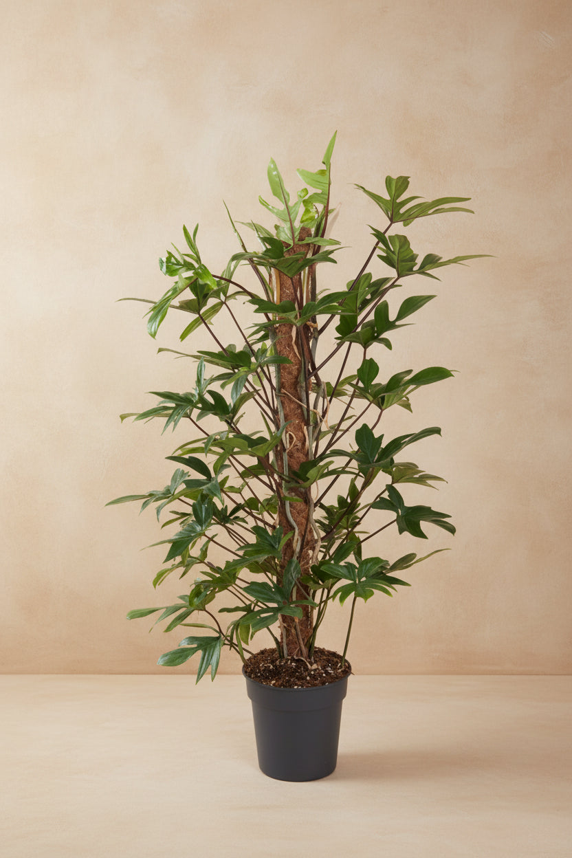 Philodendron Pedatum plant in pot van 24 cm met groene bladeren en 120 cm hoogte