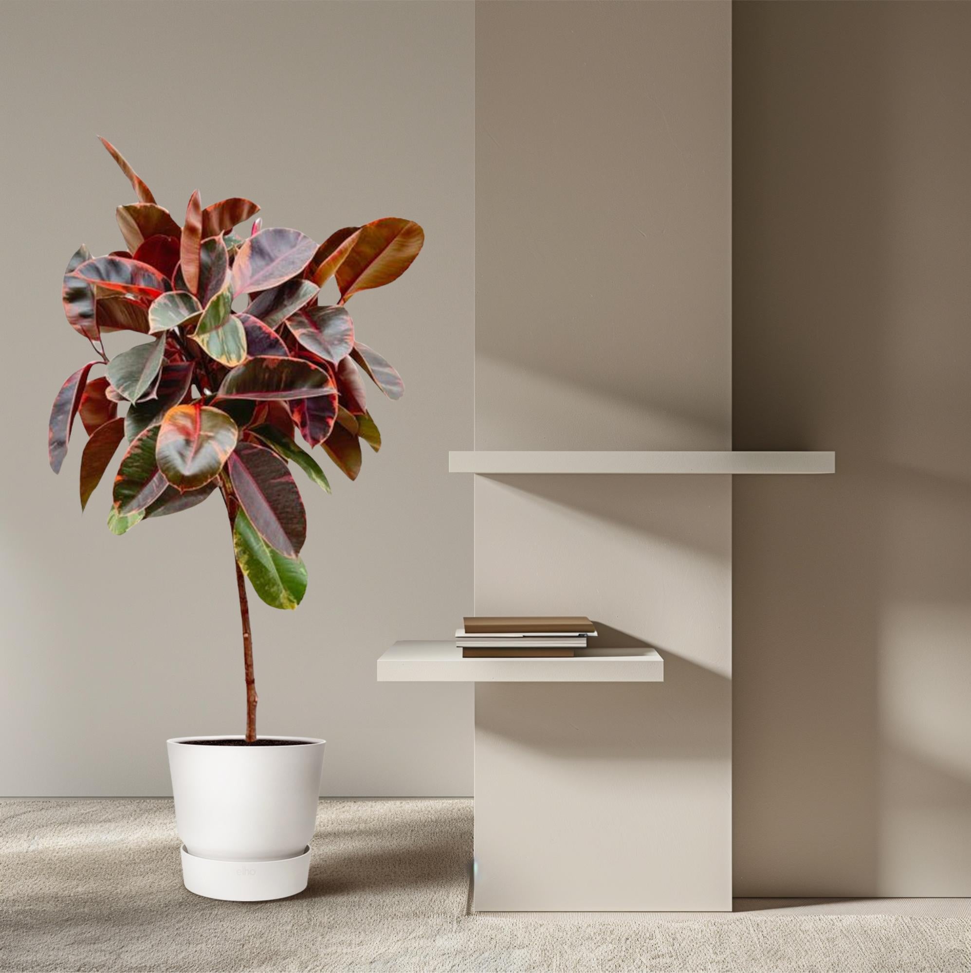 Rubberboom Belize op stam (Ficus elastica) 130 cm hoog, pot ø23 cm