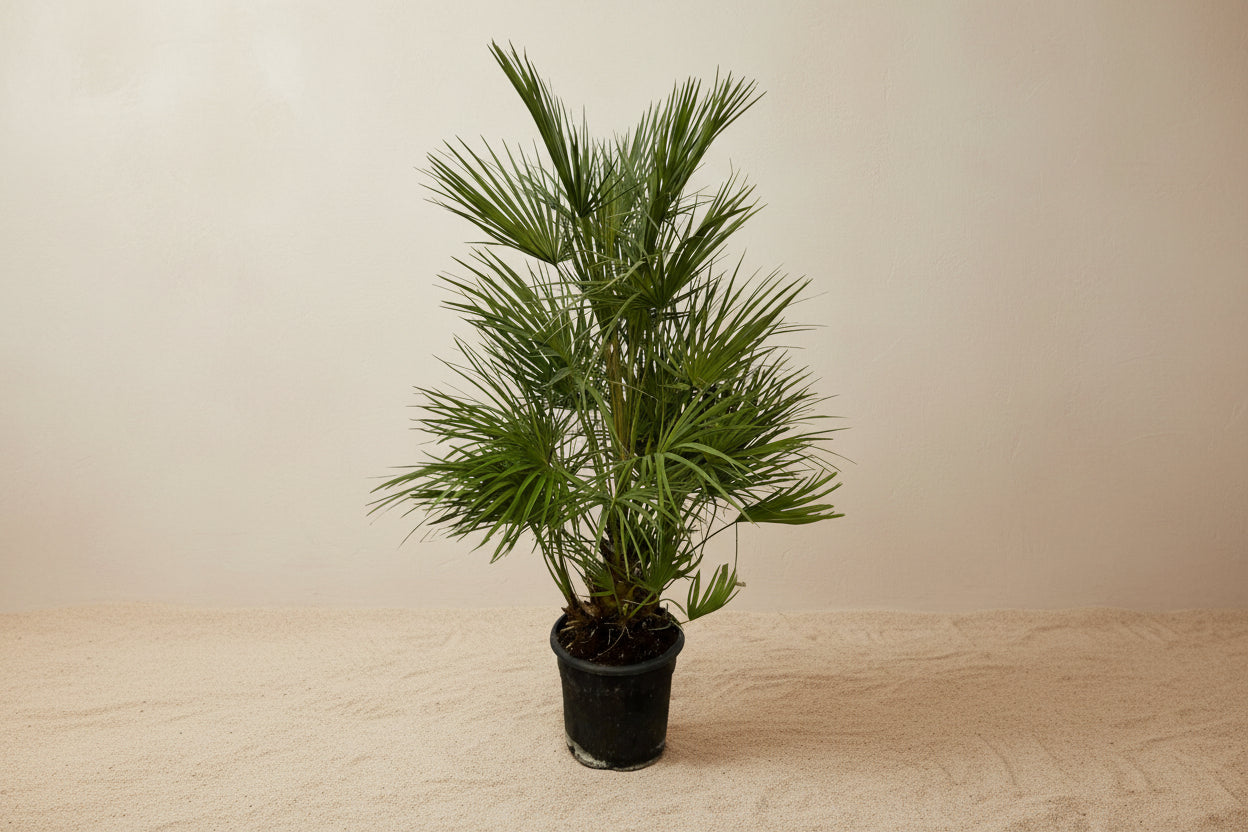 Chamaerops Humilis - 130cm ø24