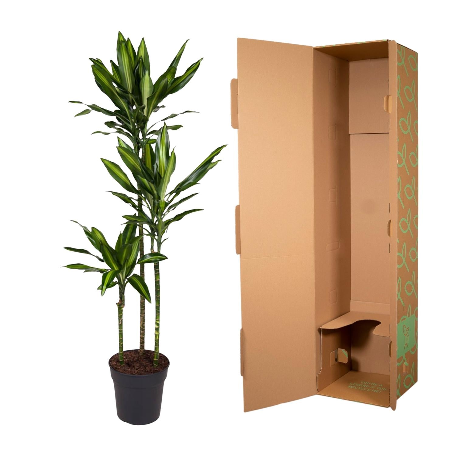 Dracaena Cintho 160cm - ø24
