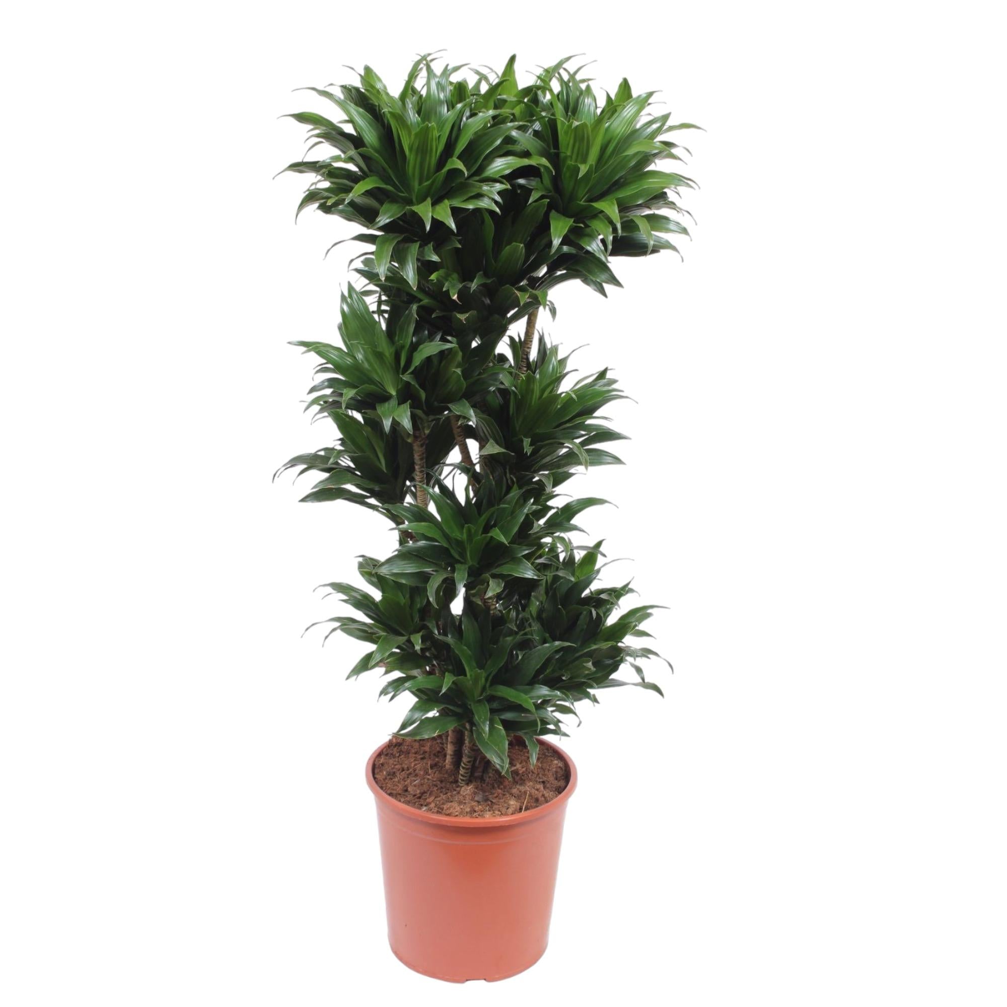 Dracaena Compacta (drakenbloedboom) 140 cm hoog, pot ø30 cm