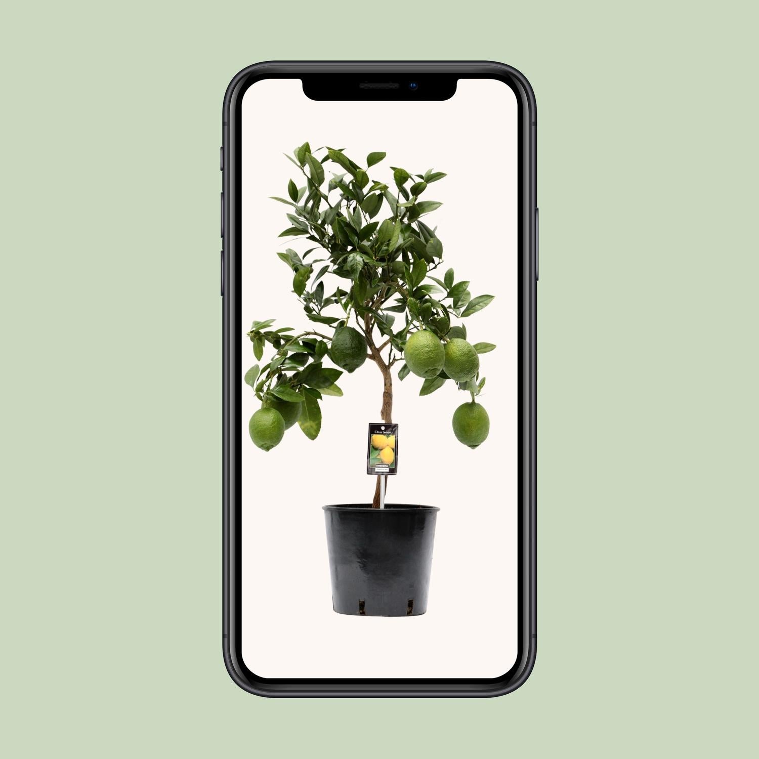 Citroenboom (Citrus limon) 80 cm hoog, pot ø22 cm