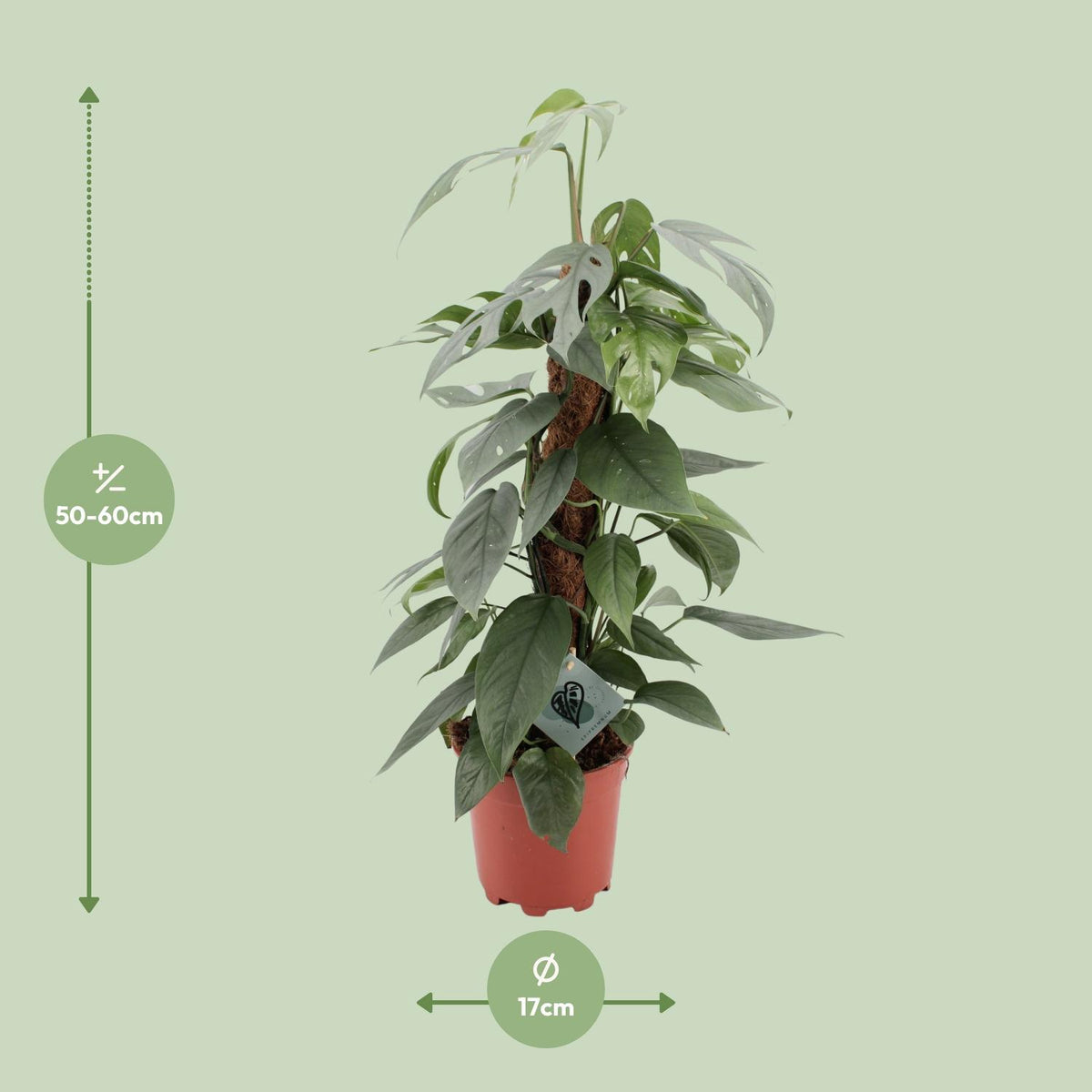 Epipremnum pinnatum 'Cebu Blue'