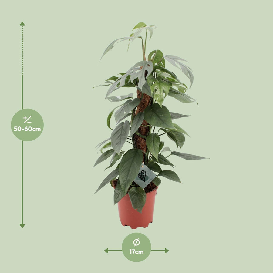 Epipremnum pinnatum 'Cebu Blue' 60 cm hoog, pot ø17 cm