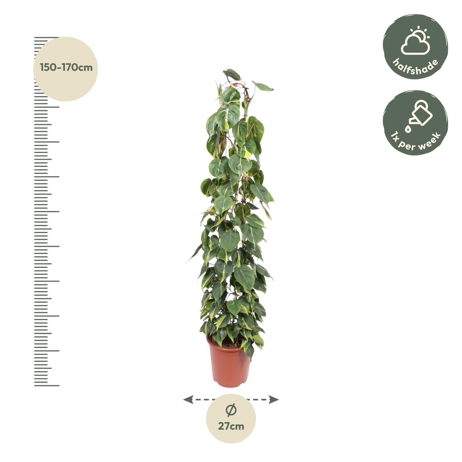 Philodendron scandens Brasil aan gaasrek 160 cm hoog, pot ø27 cm
