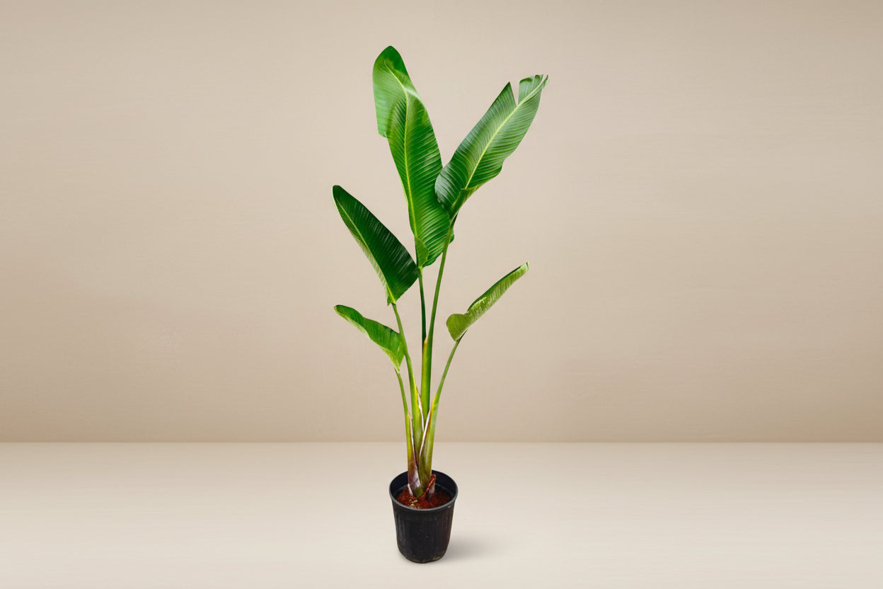 Strelitzia Augusta - 210cm - ⌀30 - XXLplant