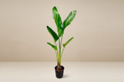 Strelitzia Augusta - 210cm - ⌀30 - XXLplant