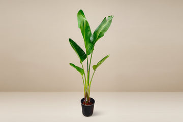Strelitzia Augusta