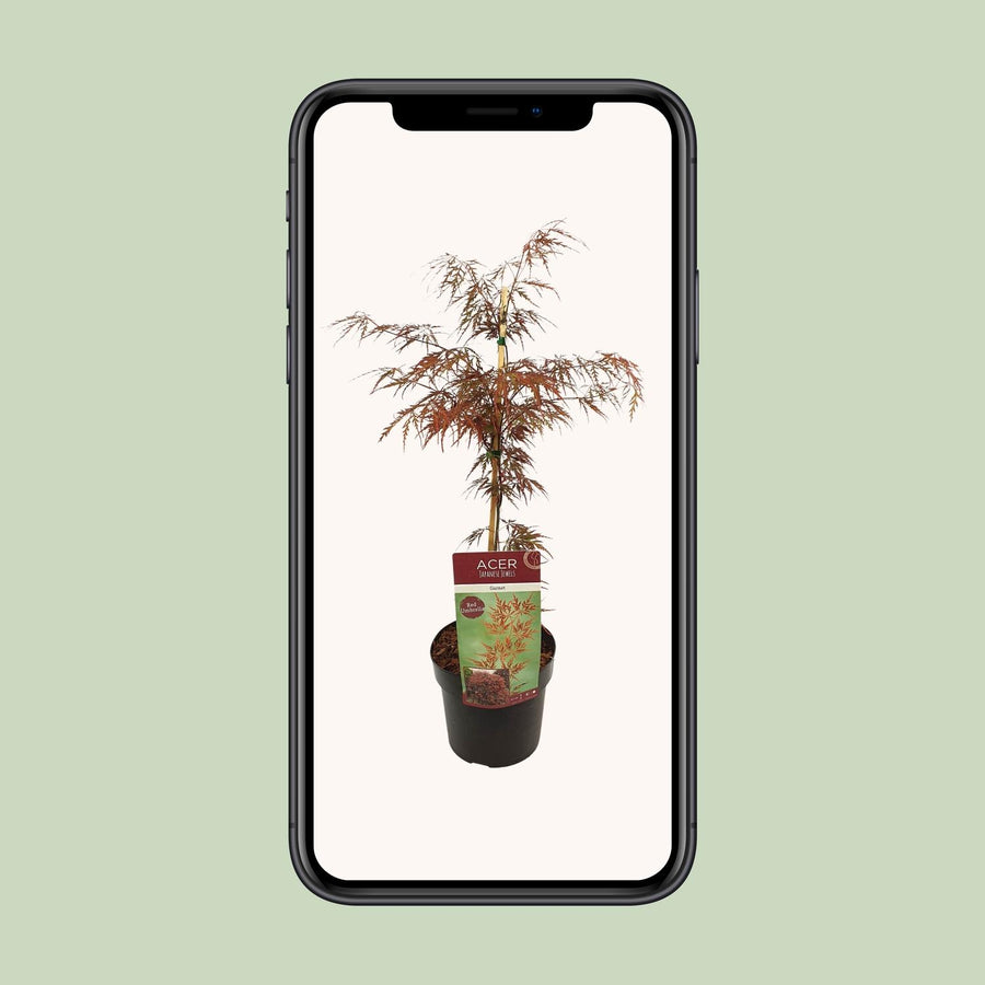 Érable du Japon 'Garnet' (Acer palmatum) 55 cm de haut, pot ø19 cm