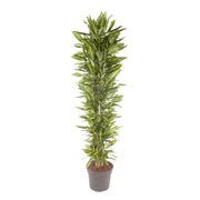 Dracaena Cintho forgrenet (drageblodstræ) 210 cm høj, potte ø40 cm