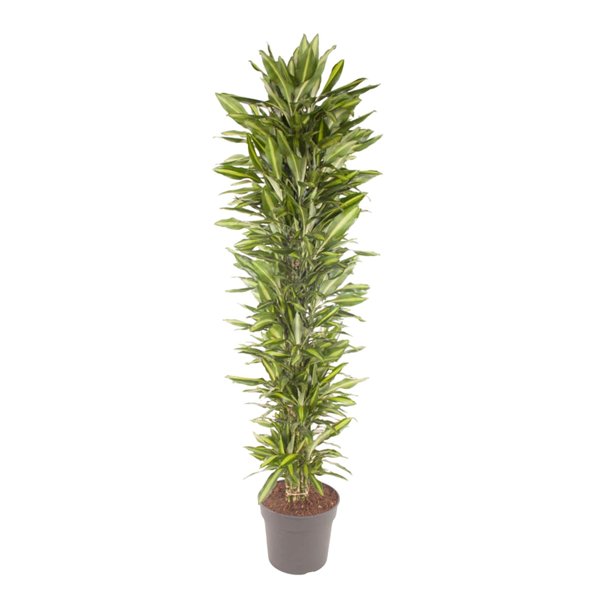 Dracaena Cintho vertakt (drakenbloedboom) 210 cm hoog, pot ø40 cm